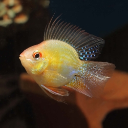 Golden Balloon Ram
