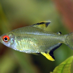 LEMON TETRA