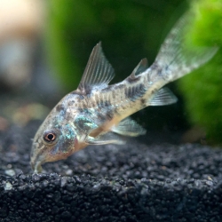 PEPPERED CORYDORAS
