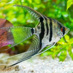 VEILTAIL BLACK AND WHITE ANGEL