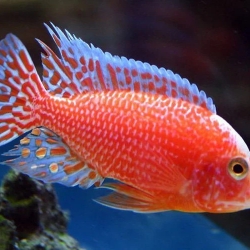 PINK PEACOCK CICHLID