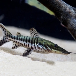 Tiger Shovelnose Catfish