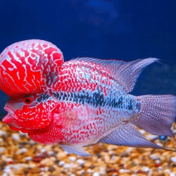 SRD FLOWERHORN