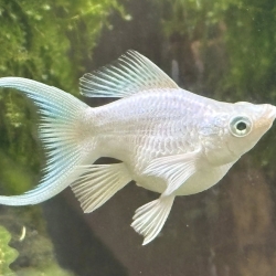 Platinum Balloon Molly