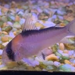 ADOLFO S CORY -2.5CM