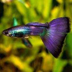 BLUE VOILET GUPPY