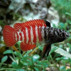BLACK TIGER DARIO(BADIS SP)