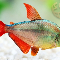 COLOMBIAN TETRA