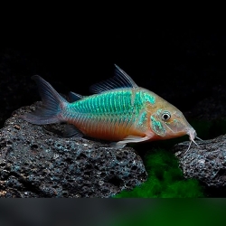 CORYDORAS GREEN