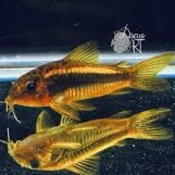 CORYDORAS GOLD RACER