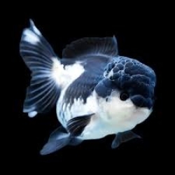 PANDA ORANDA