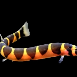 THAI GIANT KUHLI LOACH