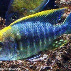 SULFURHEAD PEACOCK CICHLID