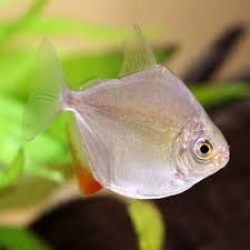 Silver Doller Fish