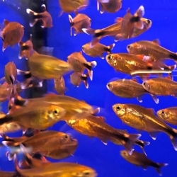 Silver Trip Tetra