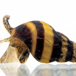 Snail