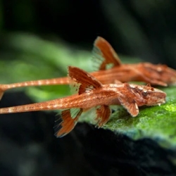 RED LIZARD CAT FISH