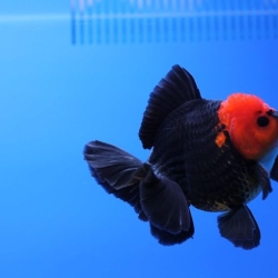 RED HEAD BLACK ORANDA