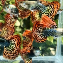 RED DRAGON GUPPY
