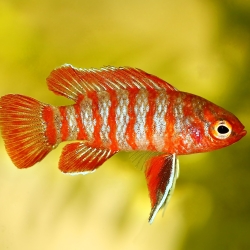 RED BADIS DARIO