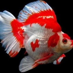 RED AND WHITE RYUKIN
