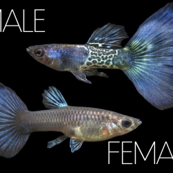 METAL BLUE GUPPY