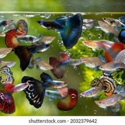 Mixed Guppy