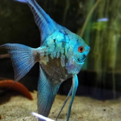 BLUE SMOKE ANGEL