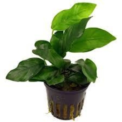 Anubias nana