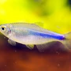 BLUE KING TETRA