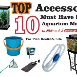 Accessories -Local