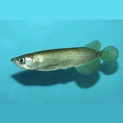 PEARL AROWANA