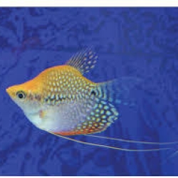 BALLOON PEARL GOURAMI