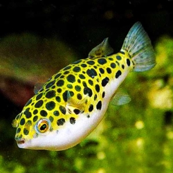 GREEN PUFFER