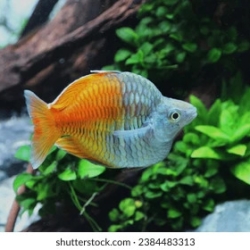 BOESEMAN BALLOON RAINBOW