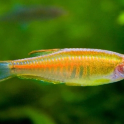 GLOWNLIGHT DANIO