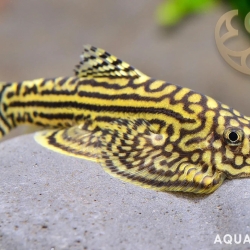 Hillstream Loach