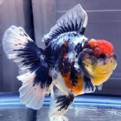 GIANT FANCY ORANDA
