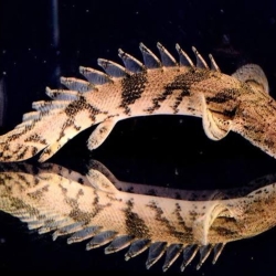 POLYPTERUS ENDLICHERI