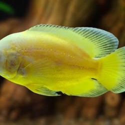LEMON OSCAR