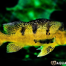 Kelberi Peacock Bass