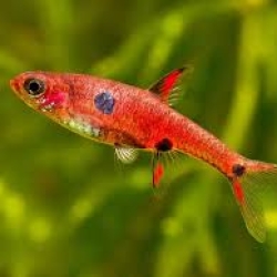 Strawberry rasbora