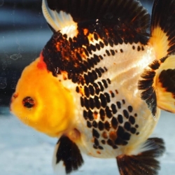 SHORT TAIL ORANDA
