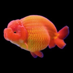 Ranchu-6-7cm