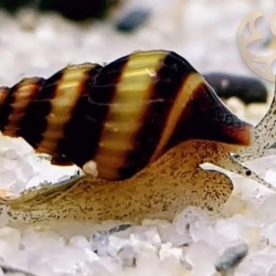 Assassin Snails