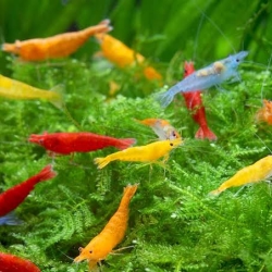 ASSORTED  SHRIMP