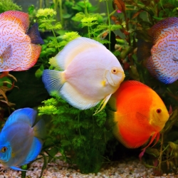 Assorted Discus-3Inc