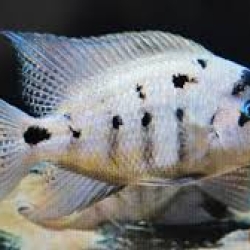 Vieja Argentea Cichlid