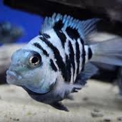 BLUE TIGER PARROT