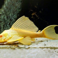 Pleco L083